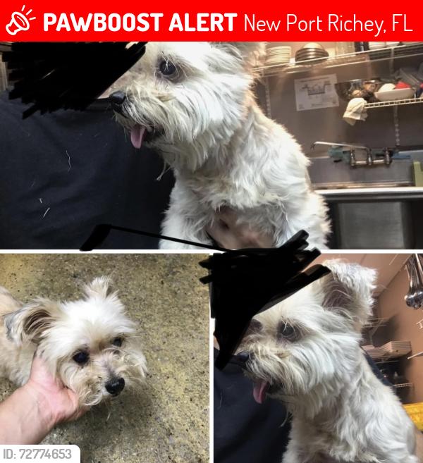 Lost Female Dog last seen Illinois Avenue & grand, Illinois Avenue and madison, New Port Richey, FL 34652