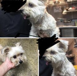 Lost Female Dog last seen Illinois Avenue & grand, Illinois Avenue and madison, New Port Richey, FL 34652
