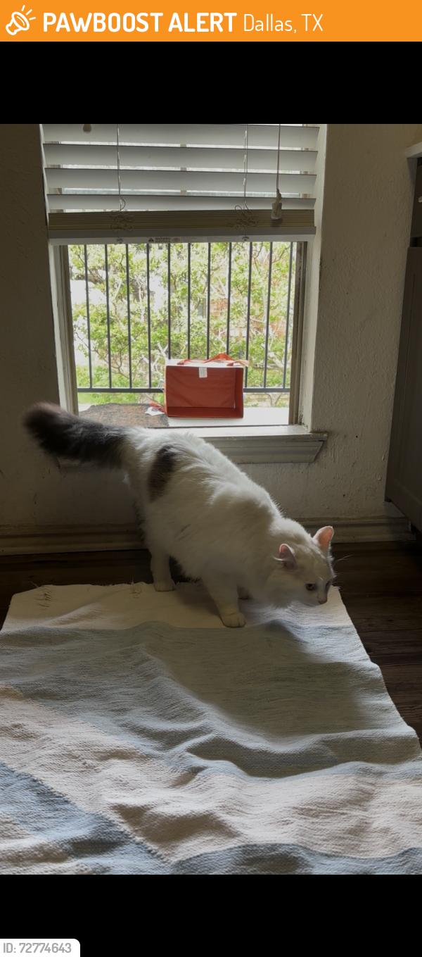Found/Stray Male Cat last seen Tenison at White Rock, bldg 11, Dallas, TX 75214