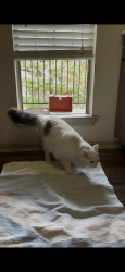 Found/Stray Male Cat last seen Tenison at White Rock, bldg 11, Dallas, TX 75214