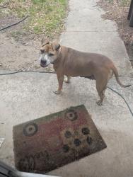 Found/Stray Female Dog last seen Amber and Chaucer, San Antonio, TX 78221