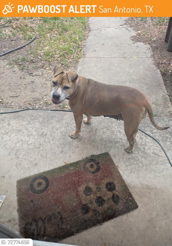 Found/Stray Female Dog last seen Amber and Chaucer, San Antonio, TX 78221