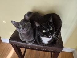 Reunited Female Cat last seen Summer Stream Subdivision, Kennesaw, GA 30152
