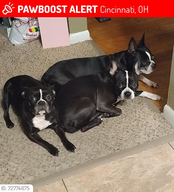 Lost Female Dog last seen Near kenn rd, Cincinnati, OH 45240