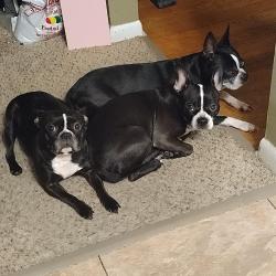 Lost Female Dog last seen Near kenn rd, Cincinnati, OH 45240