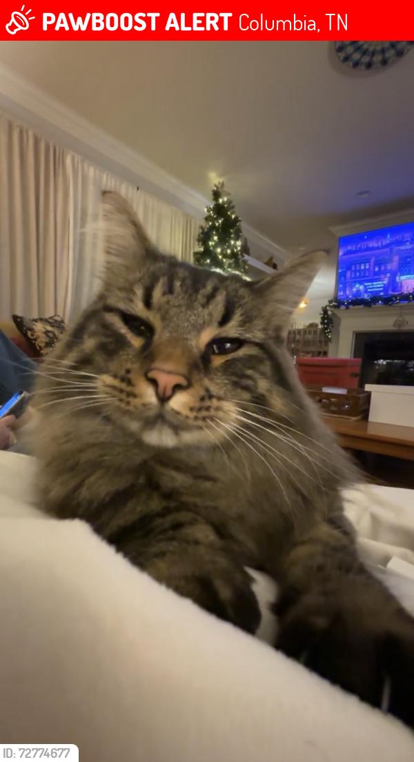 Lost Male Cat last seen Carters creek , Columbia, TN 38401