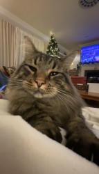 Lost Male Cat last seen Carters creek , Columbia, TN 38401