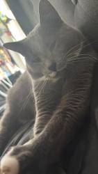 Lost Male Cat last seen Forest hills elementary , Coral Springs, FL 33065
