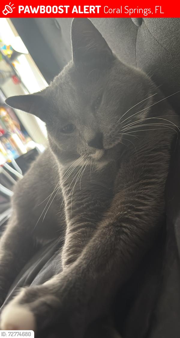 Lost Male Cat last seen Forest hills elementary , Coral Springs, FL 33065