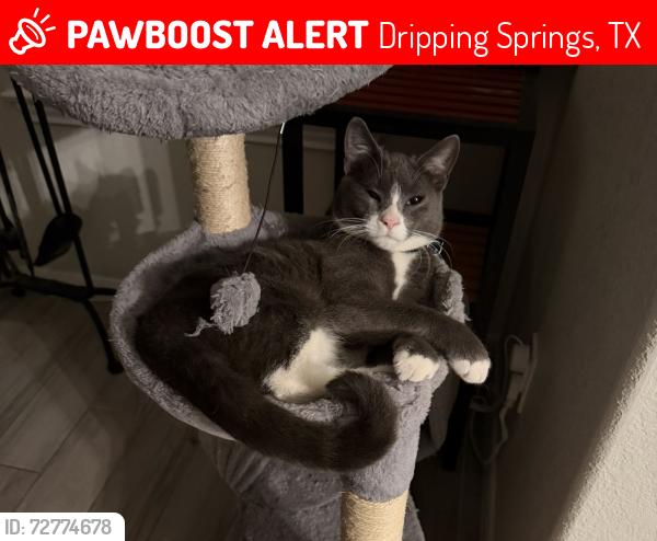 Lost Male Cat last seen Sunset Canyon West in Dripping Springs near Headwaters neighborhood, Dripping Springs, TX 78620