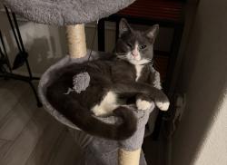 Lost Male Cat last seen Sunset Canyon West in Dripping Springs near Headwaters neighborhood, Dripping Springs, TX 78620