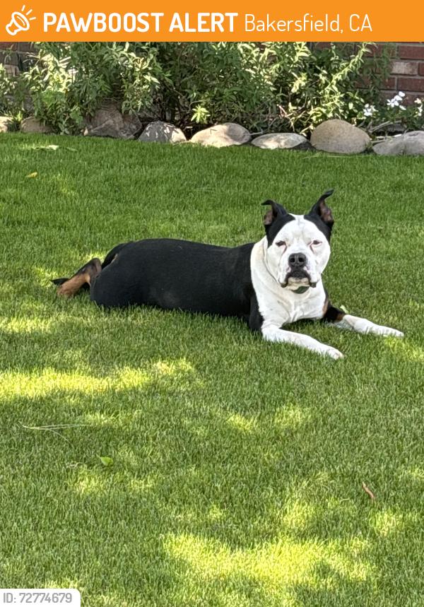 Found/Stray Male Dog last seen Jojo Auto Shop, Bakersfield, CA 93309