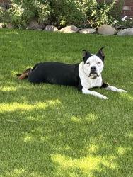Found/Stray Male Dog last seen Jojo Auto Shop, Bakersfield, CA 93309