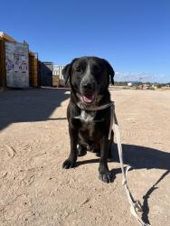 Found/Stray Male Dog last seen Lino sports complex south, Tucson, AZ 85714