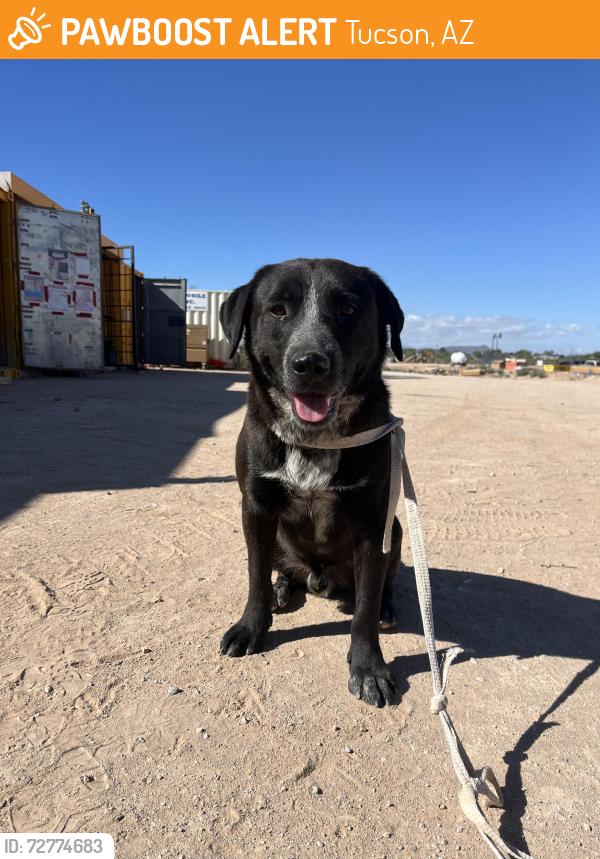 Found/Stray Male Dog last seen Lino sports complex south, Tucson, AZ 85714