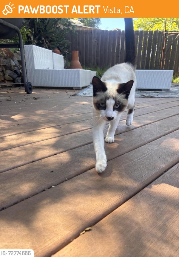 Found/Stray Unknown Cat last seen Alessandro trail, Vista, CA 92084