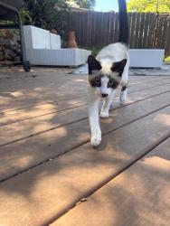 Found/Stray Unknown Cat last seen Alessandro trail, Vista, CA 92084