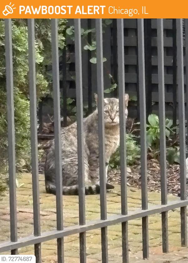Found/Stray Unknown Cat last seen Old Town, on Willow and North Park Avenue, Chicago, IL 60614