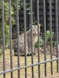 Found/Stray Unknown Cat last seen Old Town, on Willow and North Park Avenue, Chicago, IL 60614