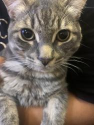 Lost Male Cat last seen Queen st near grab bag, Regina, SK S4T 4A9