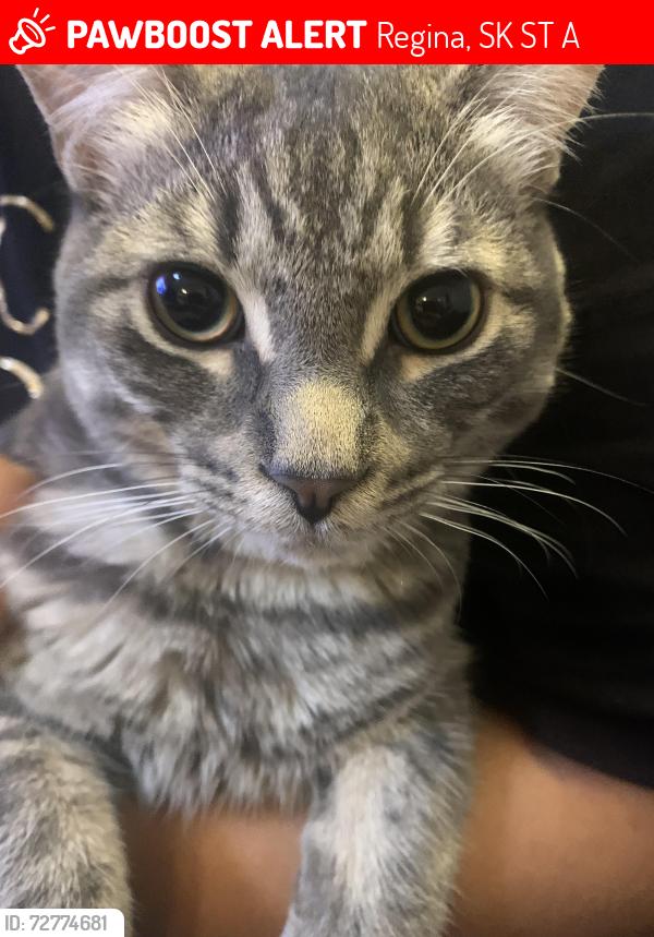 Lost Male Cat last seen Queen st near grab bag, Regina, SK S4T 4A9