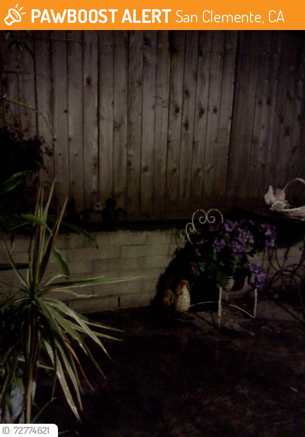Found/Stray Unknown Cat last seen Calle la Veta, Camino Capistrano, San Clemente, CA 92672