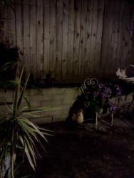 Found/Stray Unknown Cat last seen Calle la Veta, Camino Capistrano, San Clemente, CA 92672