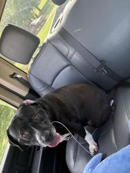 Found/Stray Male Dog last seen VAZA fitness , Oklahoma City, OK 73102