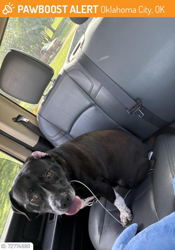 Found/Stray Male Dog last seen VAZA fitness , Oklahoma City, OK 73102