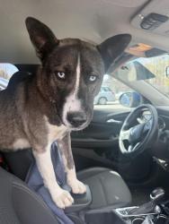 Found/Stray Female Dog last seen Main & 2nd, Ferndale, WA 98248