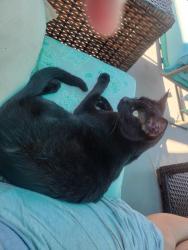 Lost Female Cat last seen Seacrest Ave, Boynton Beach, FL 33435