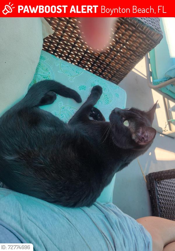Lost Female Cat last seen Seacrest Ave, Boynton Beach, FL 33435