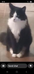 Lost Male Cat last seen Winllan, Llanfechain, Wales SY22