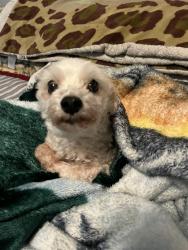 Lost Male Dog last seen Stafford Ave Huntington Park, CA  90255 United States, Huntington Park, CA 90255