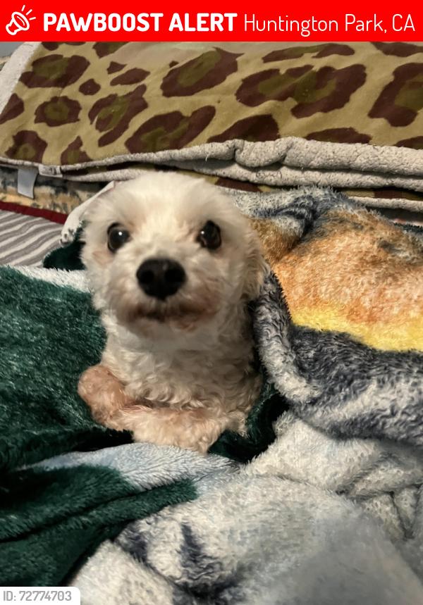 Lost Male Dog last seen Stafford Ave Huntington Park, CA  90255 United States, Huntington Park, CA 90255