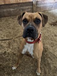 Found/Stray Male Dog last seen Raven St , Johnson County, TX 76058