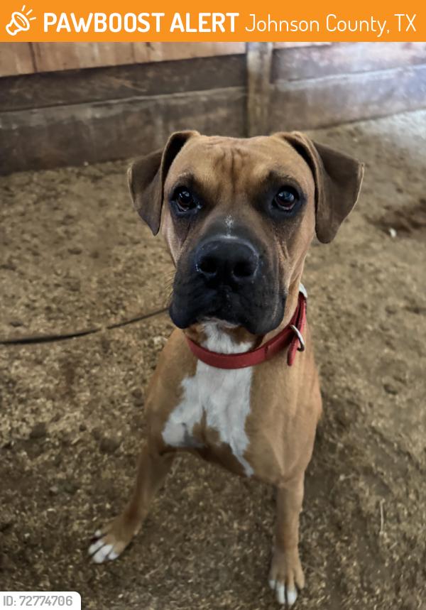 Found/Stray Male Dog last seen Raven St , Johnson County, TX 76058