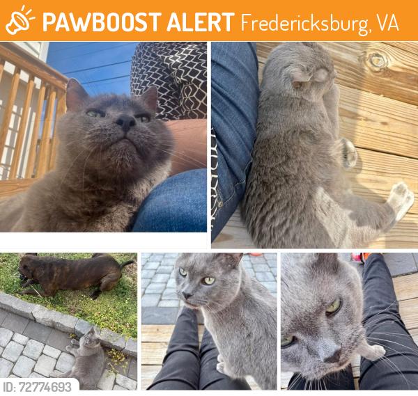Found/Stray Unknown Cat last seen Cool springs and kings highway , Fredericksburg, VA 22405