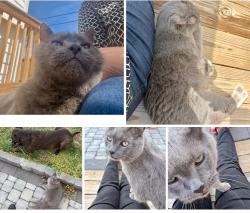 Found/Stray Unknown Cat last seen Cool springs and kings highway , Fredericksburg, VA 22405