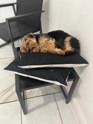 Lost Male Dog last seen Hamiler Ave , Tampa, FL 33612