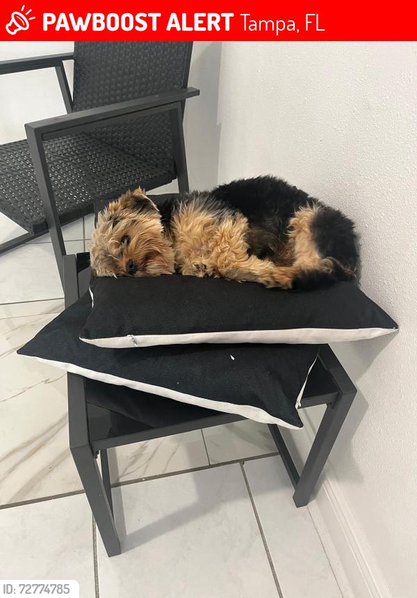 Lost Male Dog last seen Hamiler Ave , Tampa, FL 33612