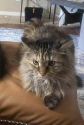 Lost Female Cat last seen Fred street and Chicago ave, Hudson, FL 34669