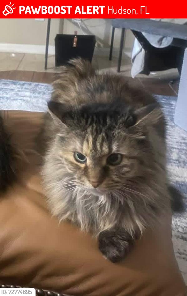 Lost Female Cat last seen Fred street and Chicago ave, Hudson, FL 34669