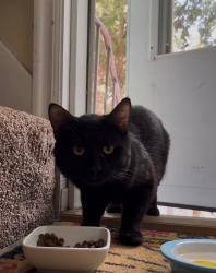Found/Stray Unknown Cat last seen State St. and 4800 S. , Murray, UT 84107