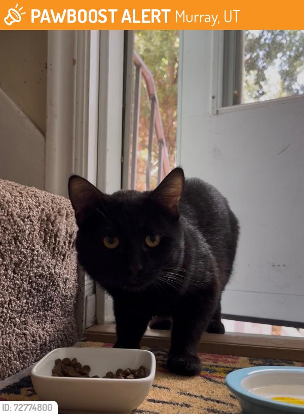 Found/Stray Unknown Cat last seen State St. and 4800 S. , Murray, UT 84107