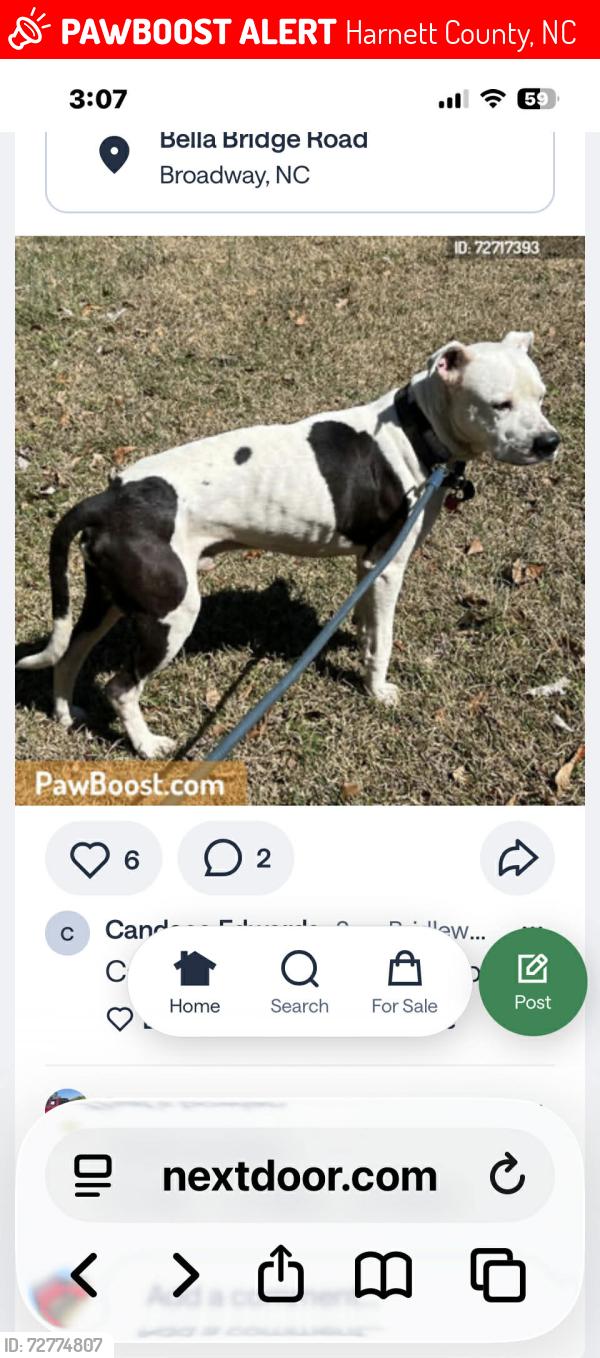 Lost Male Dog last seen McDougall , Harnett County, NC 28368
