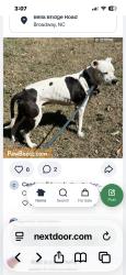 Lost Male Dog last seen McDougall , Harnett County, NC 28368
