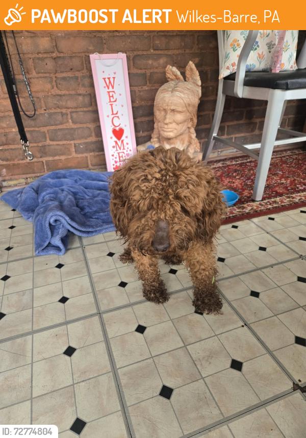 Found/Stray Male Dog last seen north pennsylvania ave , Wilkes-Barre, PA 18701