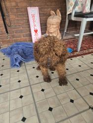 Found/Stray Male Dog last seen north pennsylvania ave , Wilkes-Barre, PA 18701