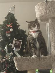 Lost Male Cat last seen Washington st. And Marisela Lee., Hollister, ID 83301